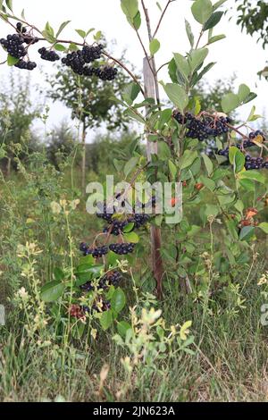 Aronia-Sträucher überraschten an einem regnerischen Tag Stockfoto