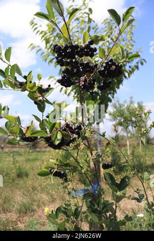 Ein Busch huckleberry in einem lokalen Garten an einem sonnigen Tag Stockfoto