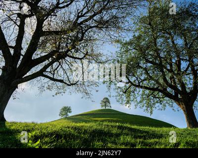 Baumkronen auf einem Vordergrund und grüne Wiese mit Hügeln auf einem Hintergrund in der Schweiz. Stockfoto