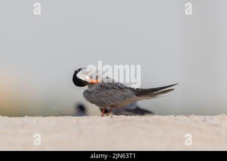 Weißwangen-Seeschwalbe, die ihre Federn aufreibt, Bahrain Stockfoto