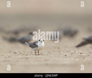 Jungfische Seeschwalbe, Tubli, Bahrain Stockfoto