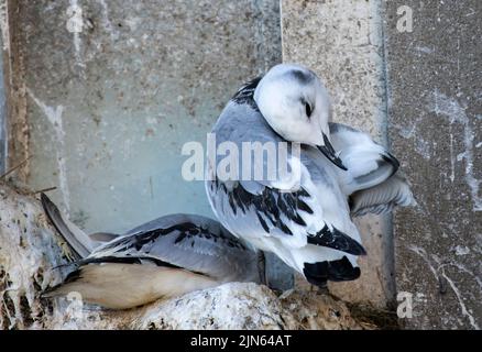 Ein Kittiwake-Jungling predens sich instinktiv als Teil seiner Vorbereitung auf seinen ersten Flug. Als Klippenmörder ist der erste Versuch kritisch Stockfoto