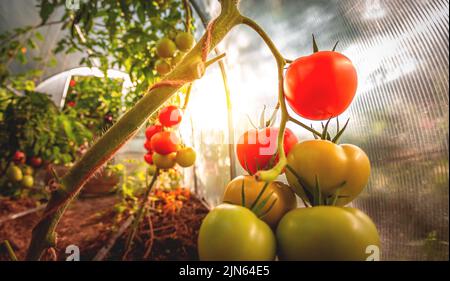 Rote und grüne Tomaten werden angebaut. Reife und reifende Tomaten in einem hauseigenen Gewächshaus Stockfoto