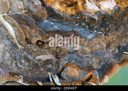 Falscher Marienkäfer, Endomychus coccinea füttert sich mit Pilzen, Makrofoto. Stockfoto