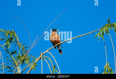 Rotbrustiger Robin, Turdus migratorius, thront auf einem Ast am blauen Himmel Stockfoto