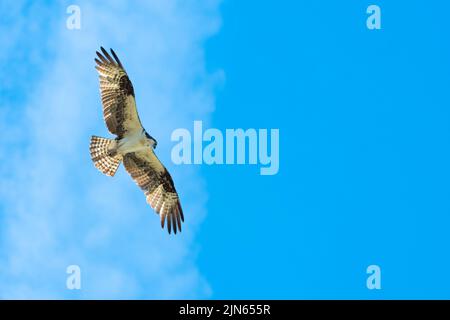 Ein Fischadler, Pandion haliaetus, schwunghaft am blauen Himmel auf Jagd nach Beute. Stockfoto