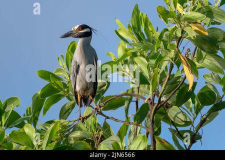 Gelbbedeckter Nachtreiher, der auf einem Baum im Sonnenlicht und am Morgen am blauen Himmel thront. Stockfoto