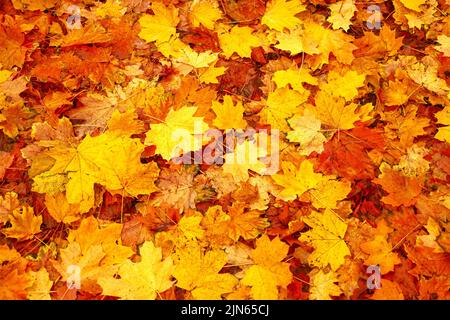Natürliche abstrakte Herbstblätter auf dem Boden. Herbstsaison mit gefallenen Blättern. Gefallene Blätter Herbst Hintergrund Herbst Natur. Orangefarbene rote Herbstblätter Stockfoto