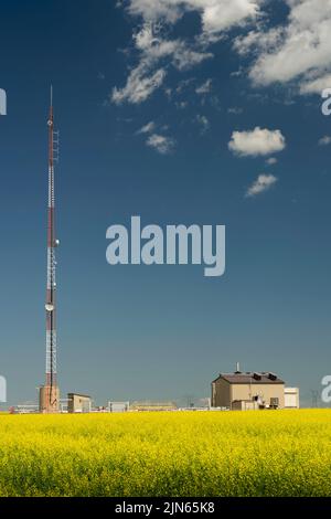 Kommunikationsantenne, die ländliche Internetverbindungen mit einer Versorgungsstation auf einem blühenden gelben Senfkornfeld in Rocky View County Alberta Canada bereitstellt. Stockfoto