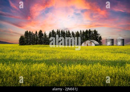 Rapsernte bei Sonnenuntergang, bereit für die Ernte, oder eine ländliche Farm mit Getreidesilos in Rocky View County Alberta, Kanada. Stockfoto