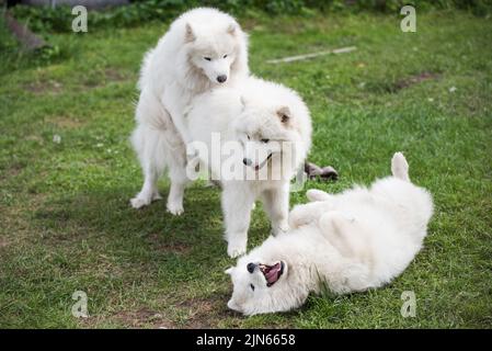 Samoyed Welpen Hunde sitzen und spielen auf der grünen Wiese Stockfoto