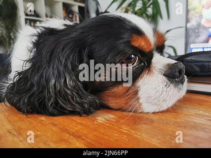 Eine Nahaufnahme des Cavalier King Charles Spaniel, der auf dem Boden liegt. Stockfoto