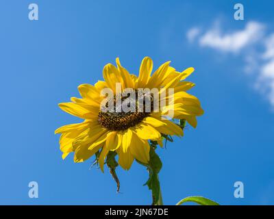 Eine Bombus terrestris Hummel, die Nektar aus einer Sonnenblumenhallo (Helianthus annuus) Blume in einem Garten im Südwesten Englands sammelt. Stockfoto