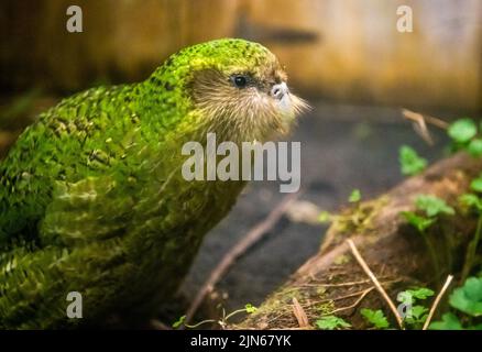 Wellington. 13. September 2018. Die am 13. September 2018 aufgenommene Datei zeigt einen Kakapo im Orokonui Ecosanctuary in Dunedin, Neuseeland. Die Population von Neuseelands vom Aussterben bedrohten fluglosen Papageien, Kakapo, ist in der Brutsaison 2022 von 197 auf 252 angestiegen. Quelle: Yang Liu/Xinhua/Alamy Live News Stockfoto