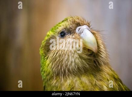 Wellington. 13. September 2018. Die am 13. September 2018 aufgenommene Datei zeigt einen Kakapo im Orokonui Ecosanctuary in Dunedin, Neuseeland. Die Population von Neuseelands vom Aussterben bedrohten fluglosen Papageien, Kakapo, ist in der Brutsaison 2022 von 197 auf 252 angestiegen. Quelle: Yang Liu/Xinhua/Alamy Live News Stockfoto