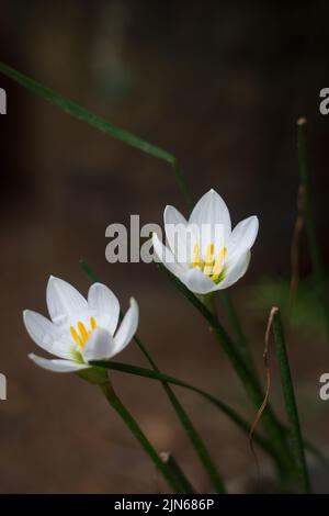 Regenlilie oder Zipyrlilie im Garten, auch bekannt als Herbstzyprilie, weiße Windblume oder peruanische Sumpflilie, die erst nach starkem Regen blühen Stockfoto