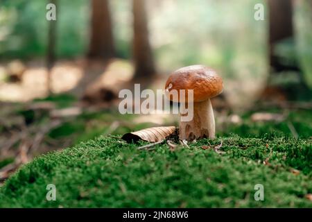 Pilz. Steinpilzen auf Moos. Boletus edulis im Wald. Stockfoto