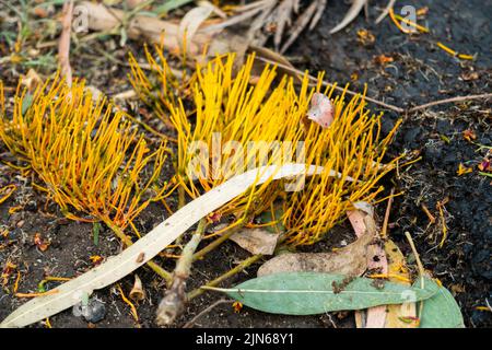 Ein fallengefallener Stamm mit der Blume der Grevillea robusta, die allgemein als die südliche seidige Eiche bekannt ist. Stockfoto