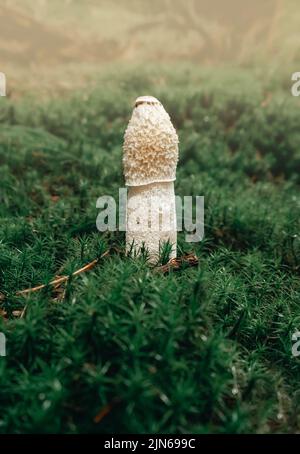 Nahaufnahme eines gewöhnlichen Stinkhorn-Pilzes, Phallus impudicus, der in grünem Moos wächst Stockfoto