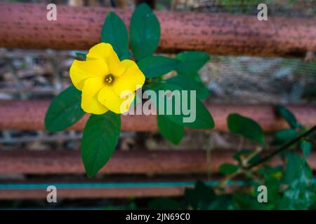 Blühende gelbe Blume von Linum flavum, dem goldenen Flachs oder gelben Flachs, ist eine Art blühender Pflanze aus der Familie der Linaceae. Uttarakhand Indien. Stockfoto