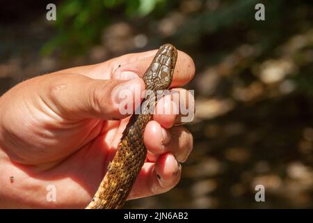 Eine Würfelschlange am Kopf in der Hand halten Stockfoto