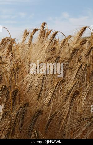 Gerste wächst in einem Feld Stockfoto