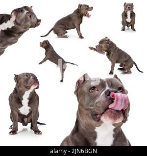 Set von Bildern von Schokolade Farbe Hund, amerikanische Bulldogge isoliert über weißen Studio-Hintergrund. Konzept der Bewegung, Schönheit, Mode, Rassen, Haustiere lieben Stockfoto