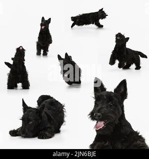 Collage über schöne reinrassige niedliche Hund, schwarze schottische Terrier isoliert auf weißem Hintergrund. Konzept von Schönheit, Rasse, Haustiere, Tierleben. Stockfoto