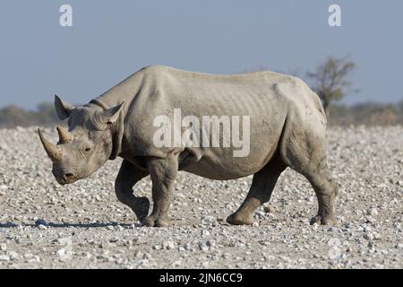 Schwarzes Nashorn (Diceros bicornis), Erwachsene wandern auf aridem Boden, Etosha National Park, Namibia, Afrika Stockfoto