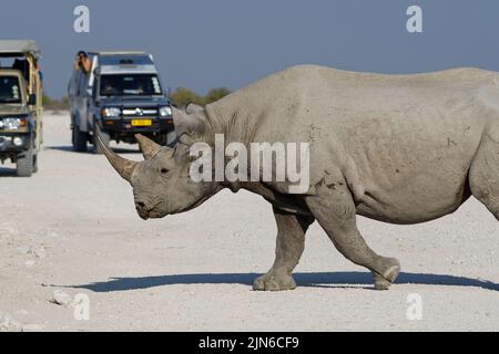 Schwarzes Nashorn (Diceros bicornis), Erwachsener überquert eine unbefestigte Straße vor zwei Safari-Fahrzeugen mit Passagieren, Etosha National Park, Namibia, Afrika Stockfoto