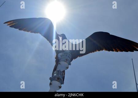 Herrliche Fregatte Vögel sitzen auf dem Mast, Galapagos Inseln, Ecuador Stockfoto