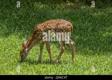 Ein junger Hirsch ein Rehkitz mit vielen Stellen, die an einem sonnigen Tag im Sommer im grünen Gras im Hinterhof grasen Stockfoto