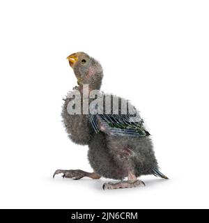 Ein einwöchiger australischer King Parrot alias Alisterus scapularis Baby Vogel, stehend mit geschlossenem Schnabel. Isoliert auf weißem Hintergrund. Stockfoto