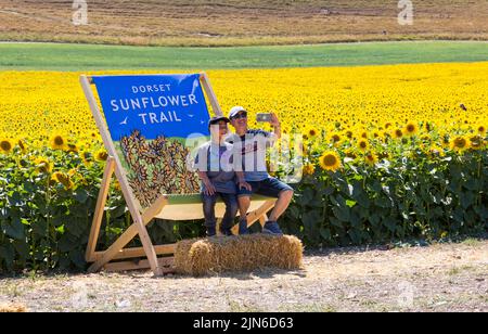 Maiden Castle Farm, Dorchester, Dorset, Großbritannien. 9.. August 2022. Besucher strömen an einem heißen, sonnigen Tag zur Maiden Castle Farm, in der Nähe von Dorchester in Dorset, um den Dorset Sunflower Trail zu erkunden. Die leuchtend gelben Sonnenblumen brauchen glücklicherweise keine regelmäßige Bewässerung, so gedeihen Sie im Sonnenschein und bieten einen fröhlichen Blick gegen die ausgetrockte Umgebung, mit den kontrastierenden gelben Blüten gegen den blauen Himmel, während die Hitzewelle anhält. (Genehmigung vom Bauernhof der Burg Maiden). Quelle: Carolyn Jenkins/Alamy Live News Stockfoto