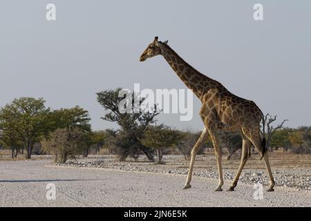 Angolanische Giraffe (Giraffa camelopardalis angolensis), Erwachsene, die eine unbefestigte Straße überqueren, Savanne, Etosha Nationalpark, Namibia, Afrika Stockfoto