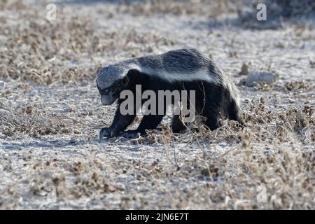 Honigdachs (Mellivora capensis), erwachsenes Männchen, auf der Suche nach Beute, Etosha National Park, Namibia, Afrika Stockfoto