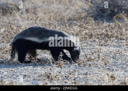 Honigdachs (Mellivora capensis), erwachsenes Männchen, auf der Suche nach Beute, Etosha National Park, Namibia, Afrika Stockfoto