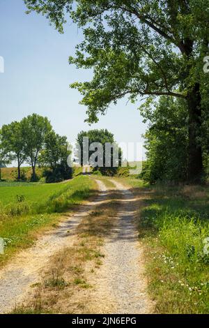 Ländliche Landschaft in der Nähe von Zibello, in der Provinz Parma, Emilia-Romagna, Italien im Sommer Stockfoto