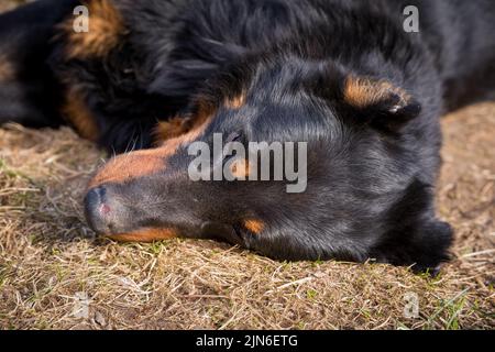 Beauceron Hund draußen im Hof liegt auf dem Gras Stockfoto