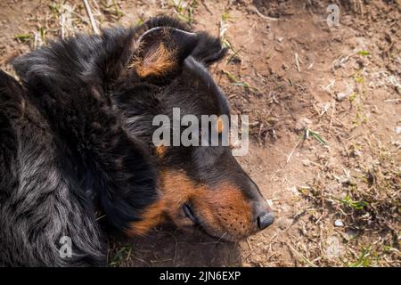 Beauceron Hund draußen im Hof liegt auf dem Gras Stockfoto