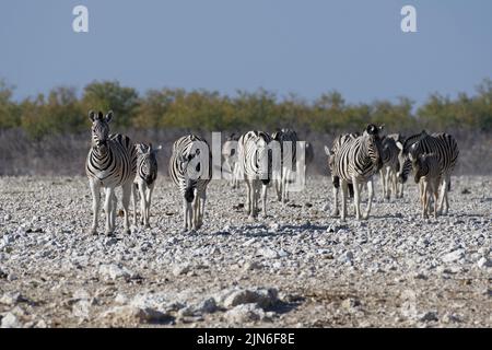 Burchells Zebras (Equus quagga burchellii), Herde auf aridem Boden, zu Fuß in Richtung Wasserloch, Etosha Nationalpark, Namibia, Afrika Stockfoto