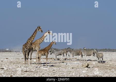 Angolanische Giraffen (Giraffa camelopardalis angolensis), adultes Weibchen (links) mit jungen Weibchen und Fohlen, Herde von Burchell-Zebras am Wasserloch, Etosha NP Stockfoto