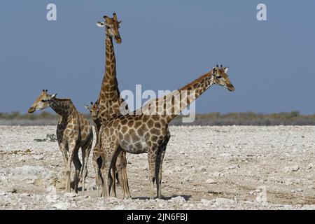 Angolanische Giraffen (Giraffa camelopardalis angolensis), zwei Erwachsene, männlich und weiblich (rechts), junges Weibchen und Fohlen am Wasserloch, Etosha NP, Namibia Stockfoto