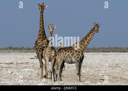 Angolanische Giraffen (Giraffa camelopardalis angolensis), zwei Erwachsene, männlich und weiblich (rechts), junges Weibchen und Fohlen am Wasserloch, Etosha NP, Namibia Stockfoto