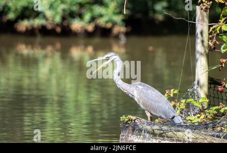 Britischer Graureiher am Ufer der Hiltingbury Lakes, Hampshire, Großbritannien, mit weit geöffnetem Schnabel Stockfoto