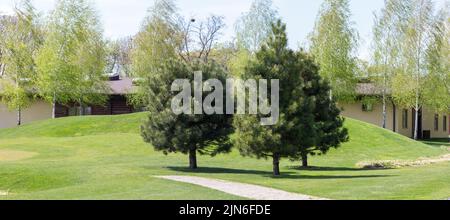Im Garten auf dem Rasen wachsen Kiefern Stockfoto