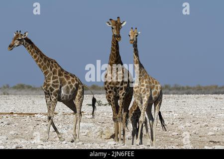 Angolanische Giraffen (Giraffa camelopardalis angolensis), zwei Erwachsene, männlich und wandelbar weiblich, junges Weibchen und Fohlen am Wasserloch, Etosha NP, Namibia Stockfoto