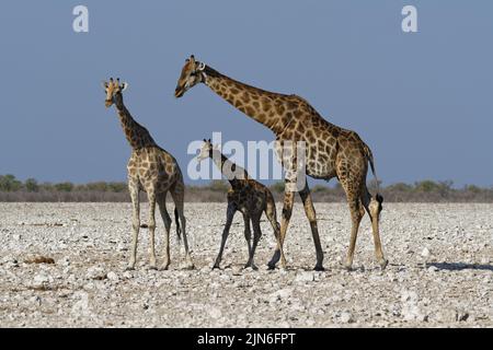 Angolanische Giraffen (Giraffa camelopardalis angolensis), erwachsenes Männchen mit jungen Weibchen und Fohlen, auf aridem Boden, Etosha Nationalpark, Namibia, Afrika Stockfoto