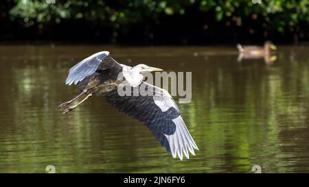 Britischer Graureiher im Flug bei Hiltingbury Lakes, Hampshire, Großbritannien, mit einer Spiegelung seines Körpers auf dem ausgestreckten Flügel Stockfoto