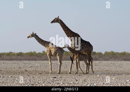 Angolanische Giraffen (Giraffa camelopardalis angolensis), erwachsenes Männchen mit jungen Weibchen und Fohlen, auf aridem Boden, wachsam, Etosha National Park, Namibia Stockfoto